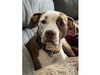 Concerto, American Pit Bull Terrier For Adoption In Newport, Kentucky