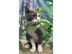 Ducky, Domestic Shorthair For Adoption In Panama City Beach, Florida