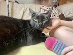 Iris, Domestic Shorthair For Adoption In St Augustine, Florida