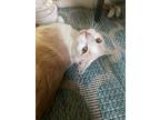 Mama, Domestic Shorthair For Adoption In Bloomington, Indiana