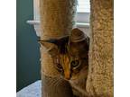 Sharita, Domestic Shorthair For Adoption In Raleigh, North Carolina