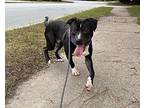 Chopo/ Bowie, Terrier (unknown Type, Medium) For Adoption In Raleigh