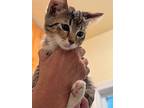 Tinkerbell 2, Bengal For Adoption In New Braunfels, Texas