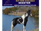 Flashy Spotted Saddle Gelding