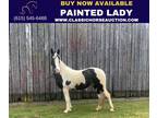 Spotted Tennessee Walking Horse