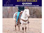 Beginner Safe Appaloosa Gelding