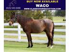 Fancy Field Trail Bay Roan Twh