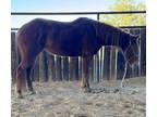 Gentle Quarter Pony Mare