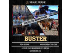 Buster~Super Gentle*Trail Rides/Jumps/Drives/Playdays*Fun All Around Pony!