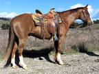 12 Year Old 14.3 Hand Chestnut Gelding +++Video+++