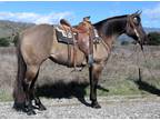 7 Year Old 15 Hand Grulla Mare