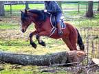 Kryptonite~Gorgeous*Gentle*Fun*Trail Machine*Gypsy/Shire Cross Gelding~