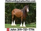Must See, Beautiful, Gypsy, Trail Horse, Go to [url removed]!!!
