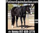 Okey Dokey Dale Bred!!! Barrel Horse, Ranch, Trail Horse, Online Auction!