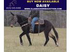 Gaited Bay Mare Mule