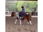 Super Sweet Pony Mare
