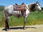12 Year Old Fresian Cross