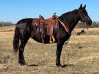 Online Auction - [url removed] - Beautiful Black Missouri Fox Trotter Trail