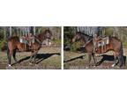 Mack Bay Experienced Confident Ranch-broke Quarter Horse Gelding