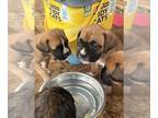 Boxer PUPPY FOR SALE ADN-835436 - Champion bloodline boxer puppies