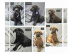 Cane Corso PUPPY FOR SALE ADN-835415 - Beautiful Cane Corso Puppies