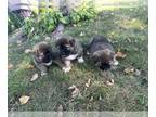 Akita PUPPY FOR SALE ADN-835357 - American Akita 3 Females