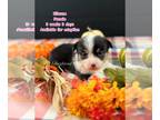 Pembroke Welsh Corgi PUPPY FOR SALE ADN-835285 - Laurelstead Corgis Mythical