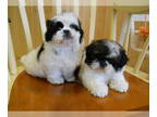 Shih Tzu PUPPY FOR SALE ADN-835283 - Chicago Shih Tzu Nonshedding
