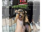 Yorkshire Terrier PUPPY FOR SALE ADN-835252 - Thanksgiving puppies looking for