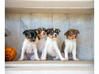 Fox Terrier (Toy) PUPPY FOR SALE ADN-835411 - Darling Litter of Tor Fox Terrier