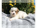 Zuchon PUPPY FOR SALE ADN-835355 - Darling Litter of Teddy Bear Puppies