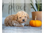 Maltipoo PUPPY FOR SALE ADN-835388 - Darling Litter of Maltipoo Puppies