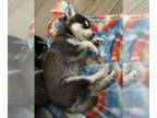 Alaskan Klee Kai PUPPY FOR SALE ADN-835352 - Alaskan Klee Kai Male