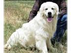 English Cream Golden Retriever PUPPY FOR SALE ADN-835310 - Ch Sired English
