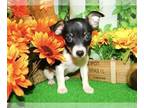 Jack Russell Terrier PUPPY FOR SALE ADN-835296 - Chicago Jacarat