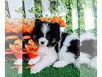 Pomeranian PUPPY FOR SALE ADN-835292 - Chicago TCUP Pomeranian Babies