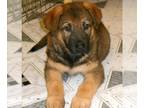 German Shepherd Dog PUPPY FOR SALE ADN-835282 - Chicago German Shepherd Pups