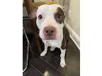 Quinn, American Pit Bull Terrier For Adoption In Alexandria, Virginia