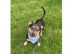 Pumpkin, Dachshund For Adoption In Lynnwood, Washington