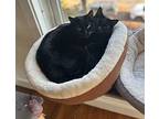 Macy, Domestic Shorthair For Adoption In Cedartown, Georgia