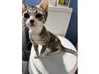 Winnemucca, Domestic Shorthair For Adoption In Wilmington, North Carolina