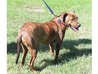 Sweet Sinatra-family Dog, Labrador Retriever For Adoption In Franklin, Tennessee