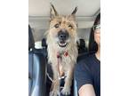 Hoda, Border Terrier For Adoption In Los Angeles, California