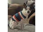 Frankie, Rat Terrier For Adoption In Media, Pennsylvania