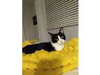 Gracie, Domestic Shorthair For Adoption In Brantford, Ontario