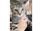Brownie Lee, Domestic Shorthair For Adoption In Jackson, Georgia