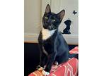Michael, Domestic Shorthair For Adoption In Canton, South Dakota