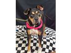 Cynthia, American Pit Bull Terrier For Adoption In Mckinney, Texas