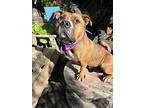 Hank, American Staffordshire Terrier For Adoption In Chilliwack