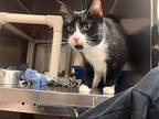 Moon, Domestic Shorthair For Adoption In Chippewa Falls, Wisconsin